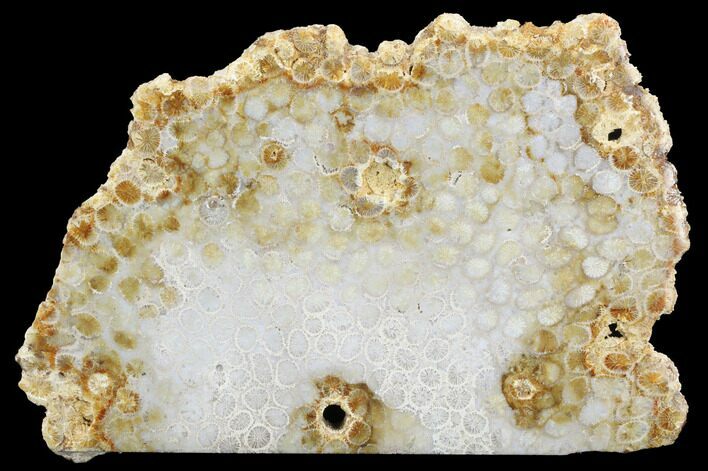 Polished, Fossil Coral Slab - Indonesia #121938
